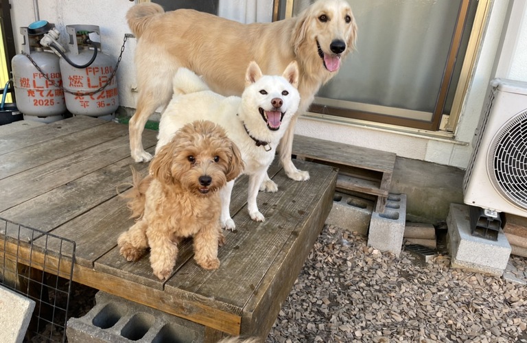 廿日市市で大型犬のしつけをお考えなら｜ドッグスクールIDEAL