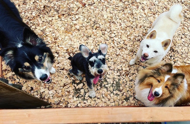 廿日市市で小型犬のしつけをお考えなら｜ドッグスクールIDEAL