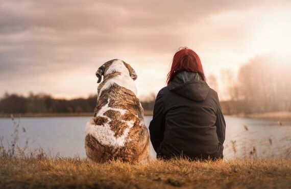愛犬がマウンティングする原因と止めさせる方法|ドッグスクールIDEAL