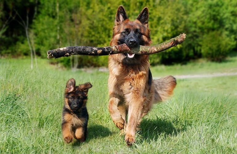愛犬の脱走癖でお悩みなら｜ドッグスクールIDEAL