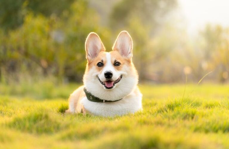 愛犬が興奮したときの対処法とは？