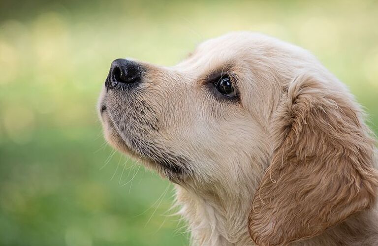 愛犬のストレス発散方法紹介|ドッグスクールIDEAL