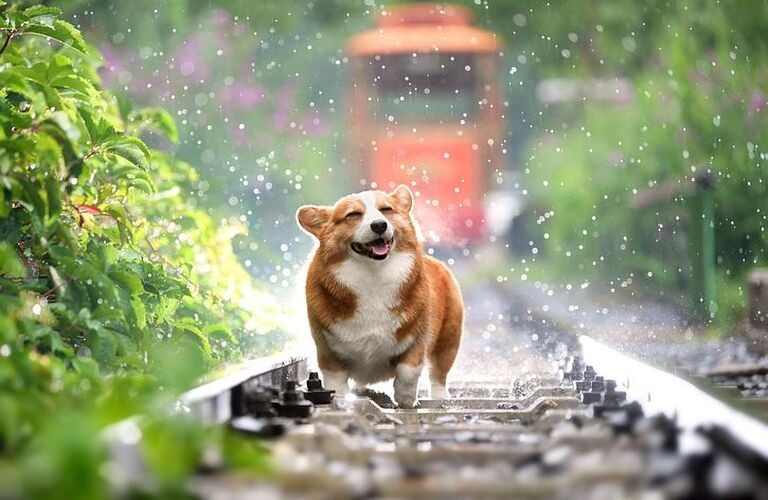 愛犬が喜んでいるサインは？｜ドッグスクールIDEAL