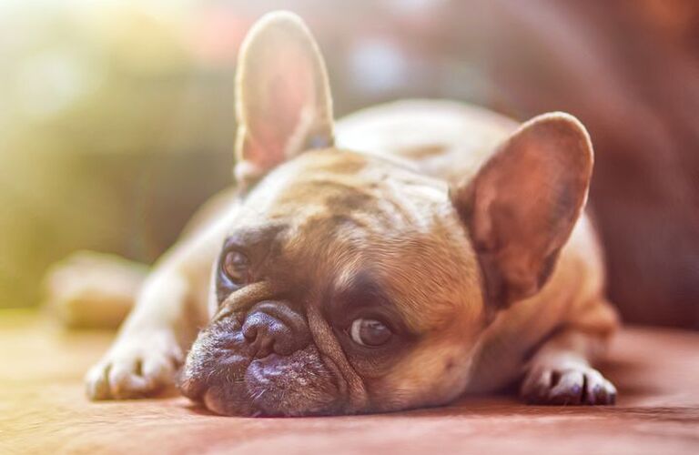 愛犬が吠えているときにしてはいけないNG行動