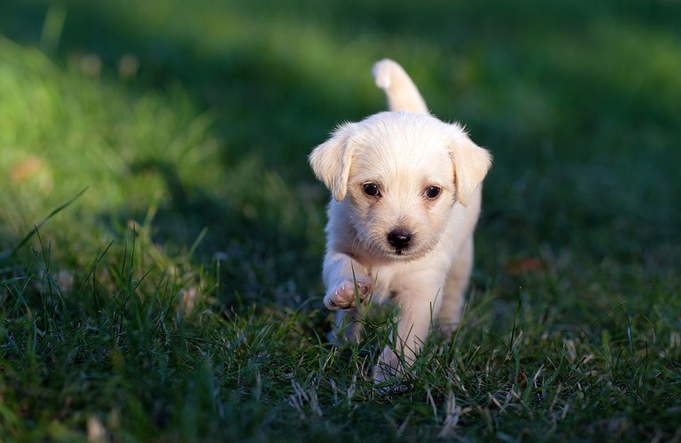 愛犬を迎える際に必要な準備｜ドッグスクールIDEAL