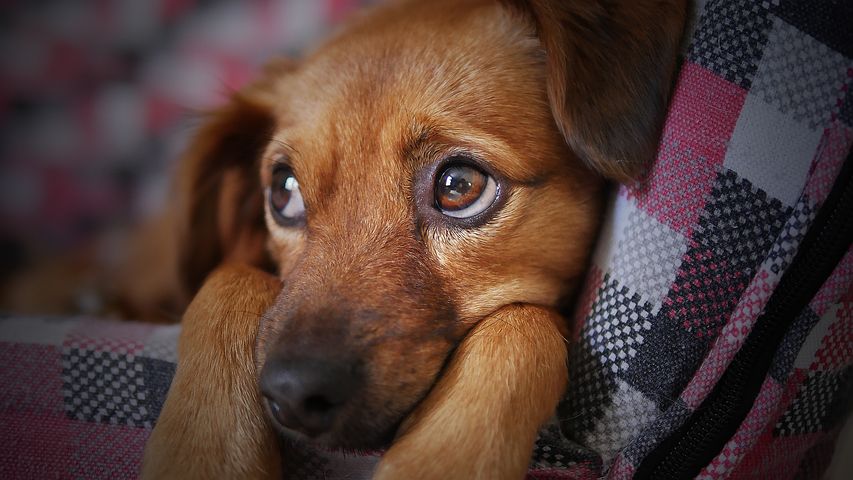 dog-3071334__480
