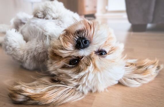 愛犬が”安心している時”に見せるサインとは｜ドッグスクールIDEAL