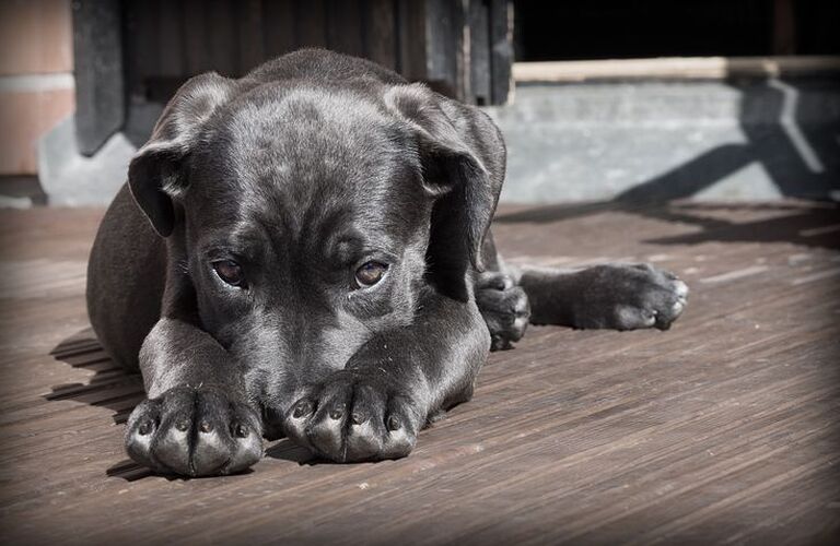 愛犬の「NO」サイン５選｜ドッグスクールIDEAL