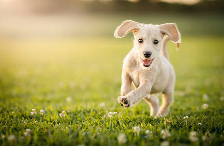 愛犬が嬉しい時にする仕草｜ドッグスクールIDEAL