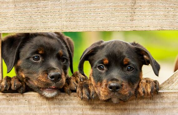 犬が吠え続ける本当の理由｜ドッグスクールIDEAL
