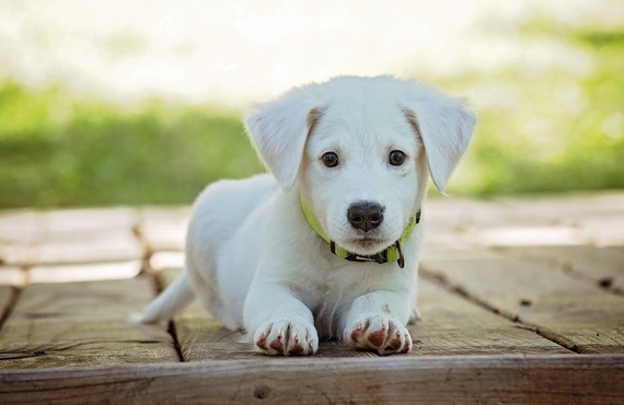 愛犬の拾い食いをなくすには｜ドッグスクールIDEAL