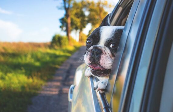 子犬の社会科で大切なこと｜ドッグスクールIDEAL