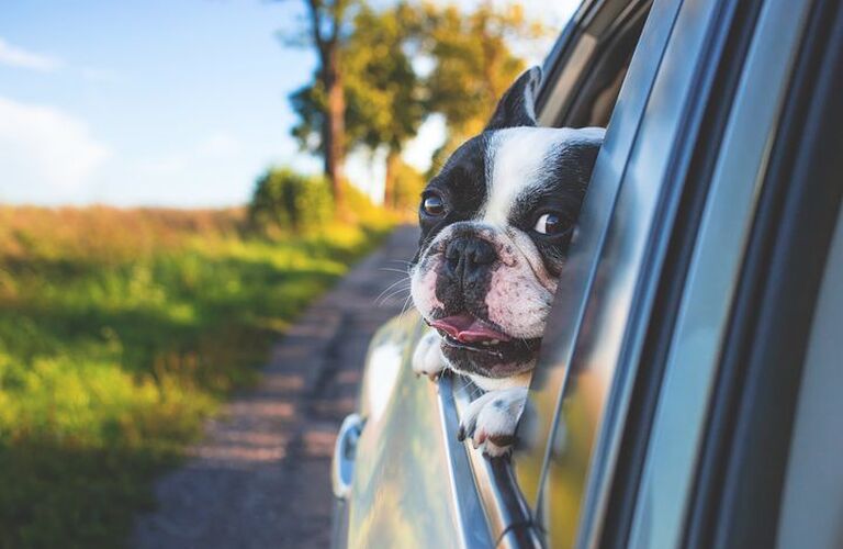 子犬の社会科で大切なこと｜ドッグスクールIDEAL