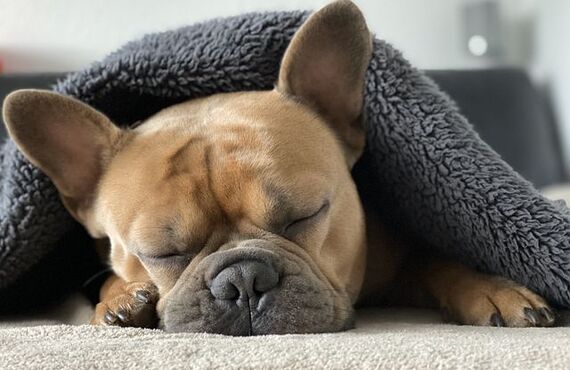犬が本当にリラックスできる家の環境づくり｜ドッグスクールIDEAL
