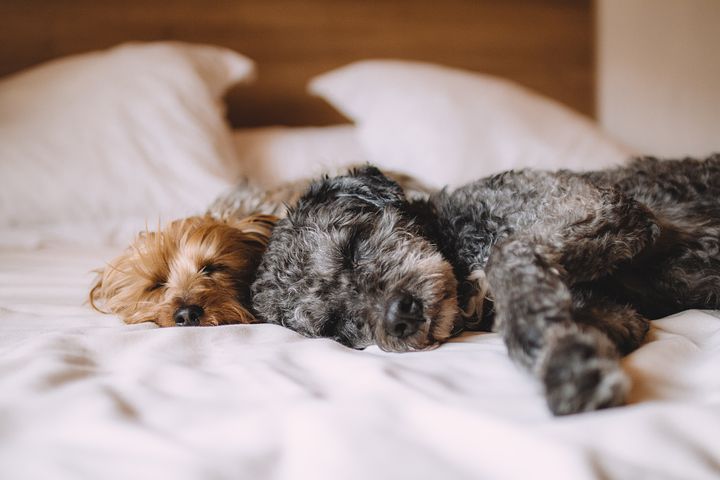 dogs-1284238__480