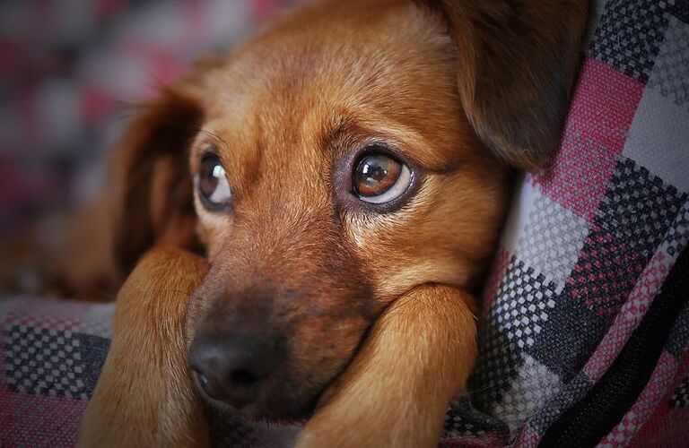 お留守番が苦手な愛犬のトレーニング｜ドッグスクールIDEAL