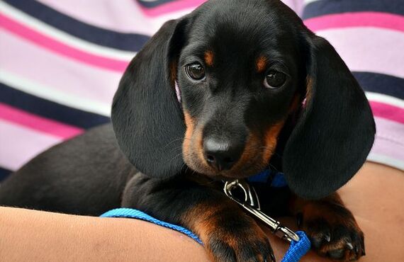 来客時に吠える犬の対処法｜ドッグスクールIDEAL