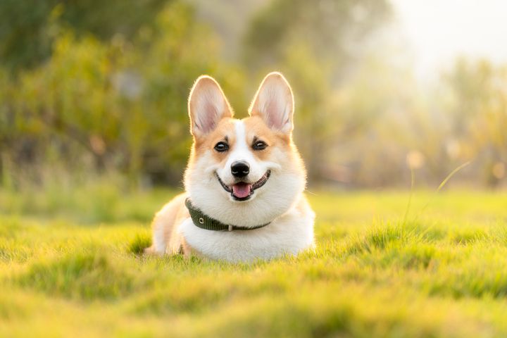 dog-4988985__480